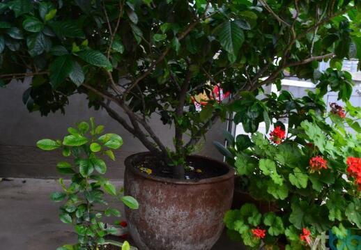 如何养栀子花盆栽(栀子花盆栽“这样养”，3年养成“老桩”，开花一树，特别美！)