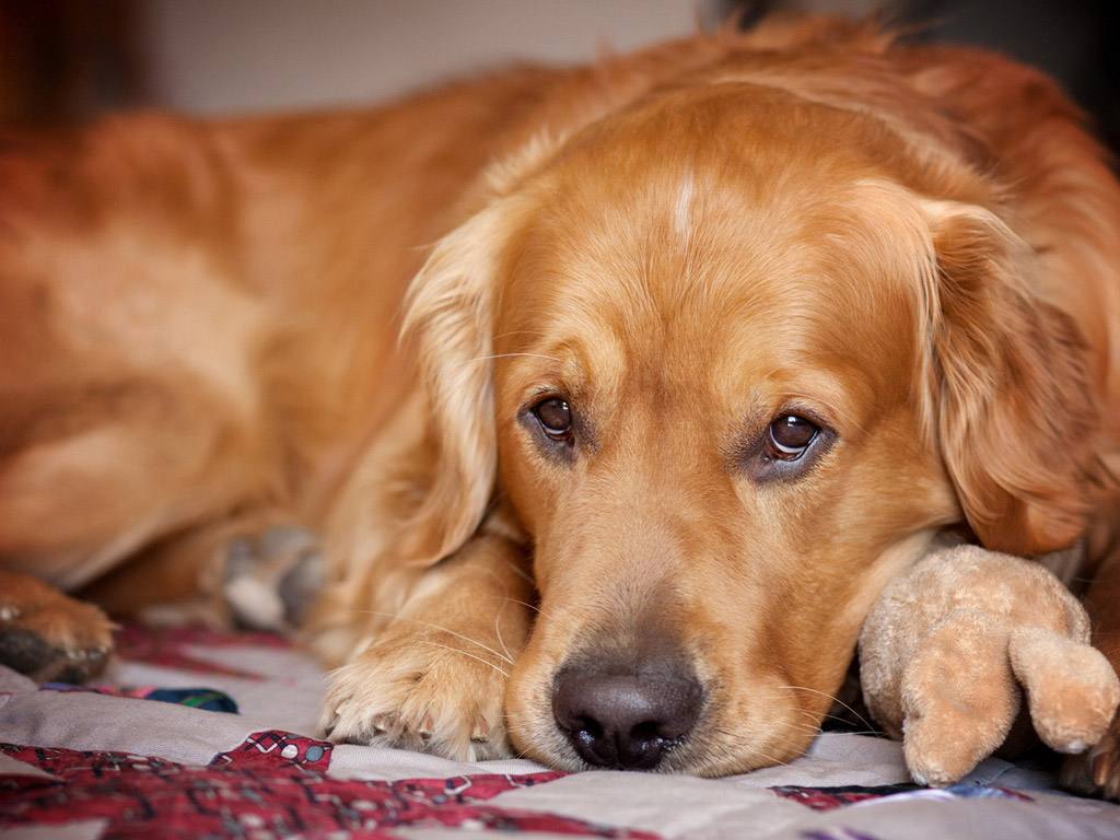 世界犬种智商排名榜前 30 名的聪明狗狗