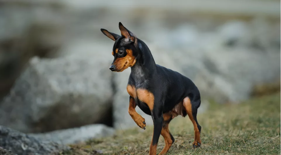 想养杜宾犬却怕太凶？迷你杜宾犬了解一下，堪称玩具犬之王