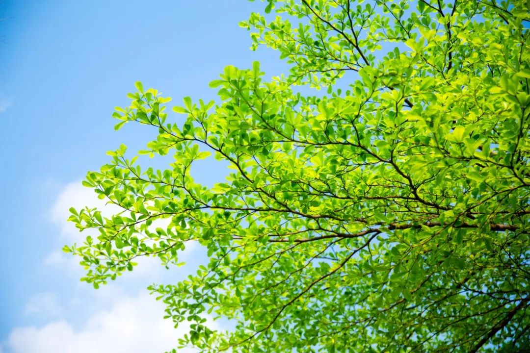 纳兰容若词里的夏日，浸润了相思，醉美了流年