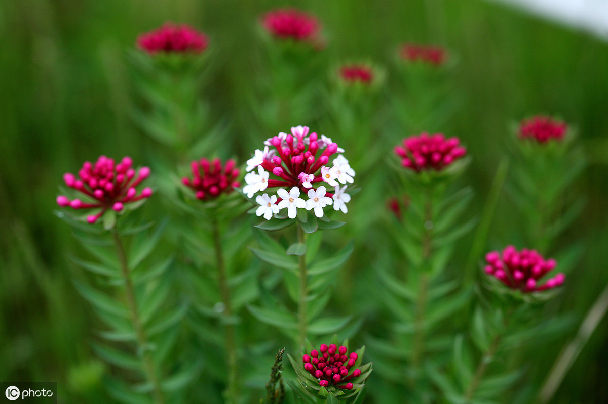 狼毒花是两种植物,今天算是见识了