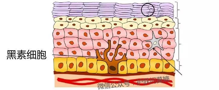 军训晒黑了好多，有什么护肤品是真的可以美白吗？