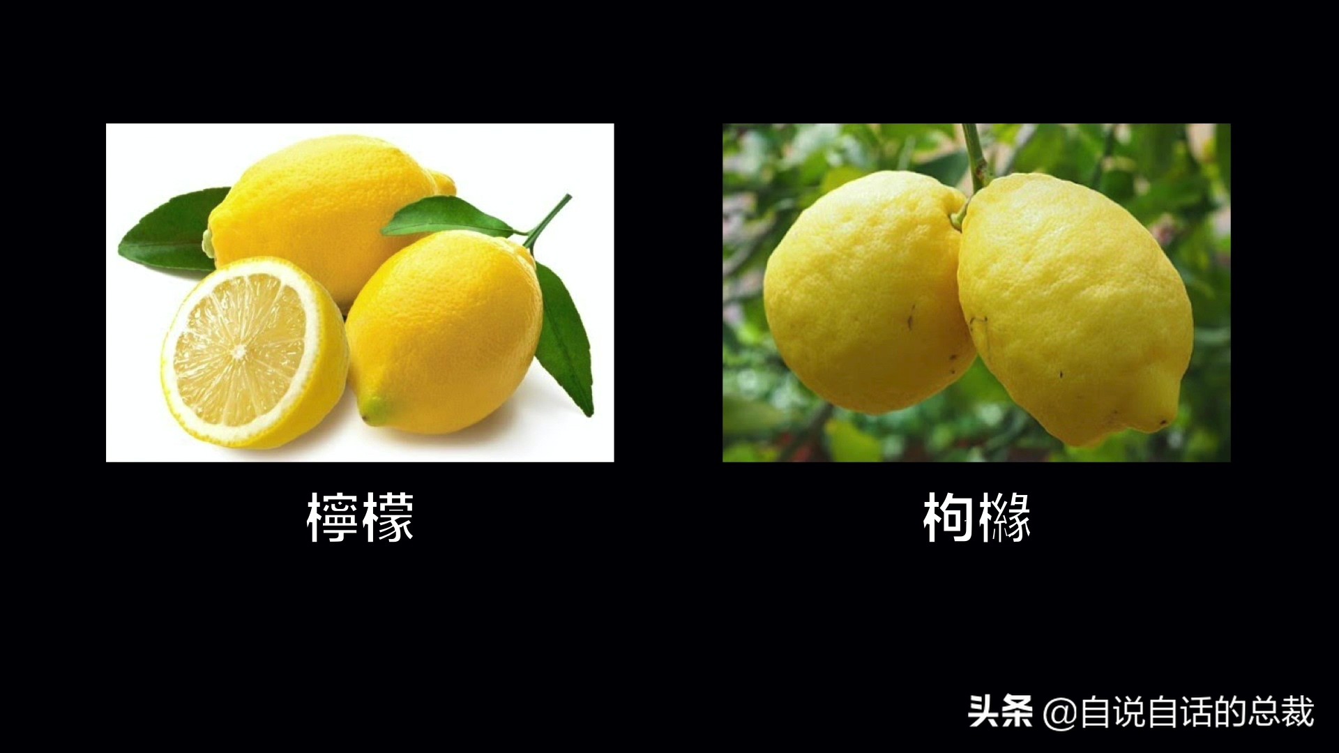 全世界的柠檬都读Lemon？这背后有一个刻在8号染色体上的上古故事