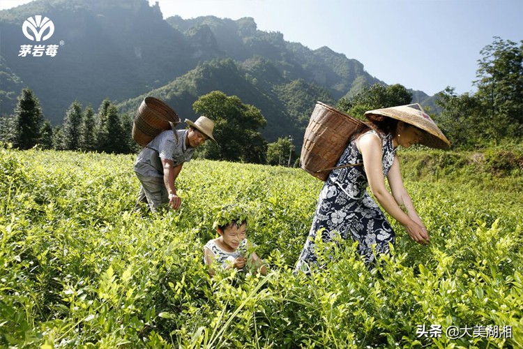 周芦屾：张家界莓茶产业发展的思考