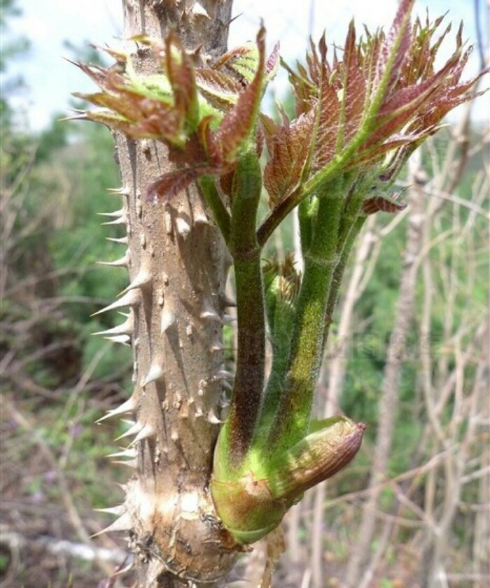 野菜大全图片及名称（图文讲解38种常见的野菜）