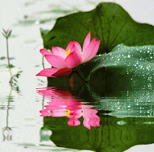 美文欣赏:范江玲《荷塘听雨》