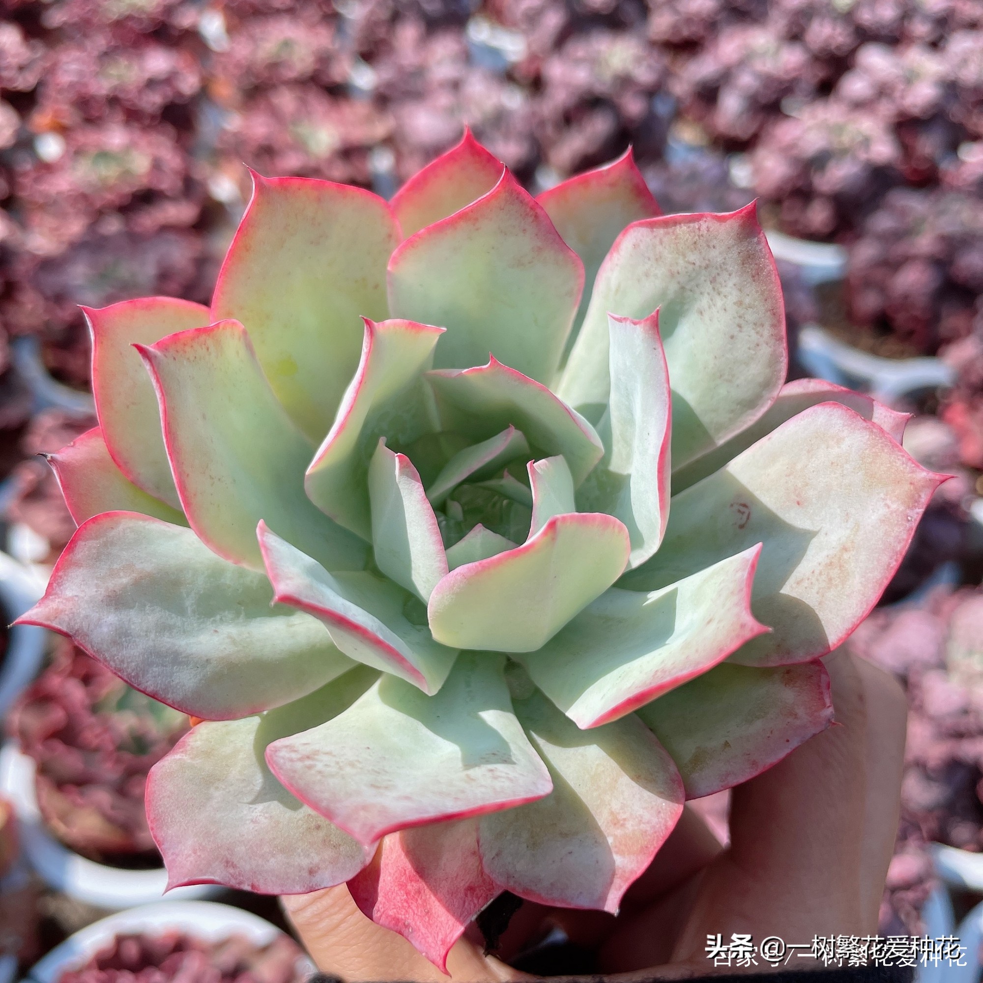 跌落神坛的20种多肉，当年贵到下不了手，现在终于可以随便买了