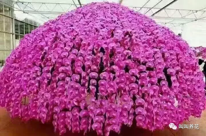 蝴蝶兰外貌特征介绍（蝴蝶兰养护知识大全）