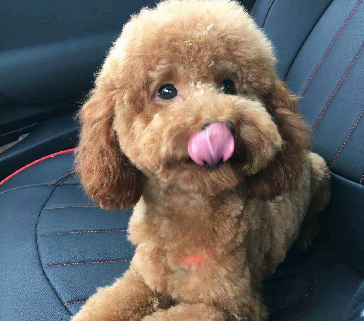 泰迪的爱情故事