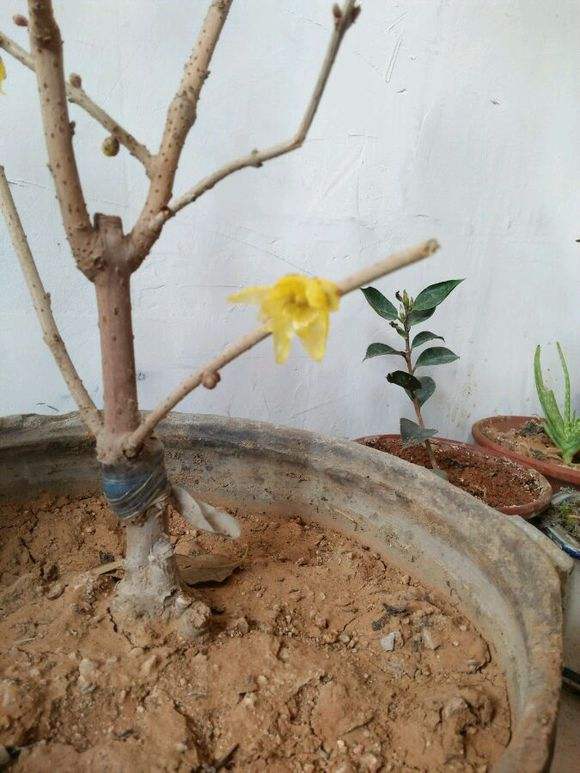 盆栽腊梅开花不香？注意2大因素3小细节，“暗香扑面”不难