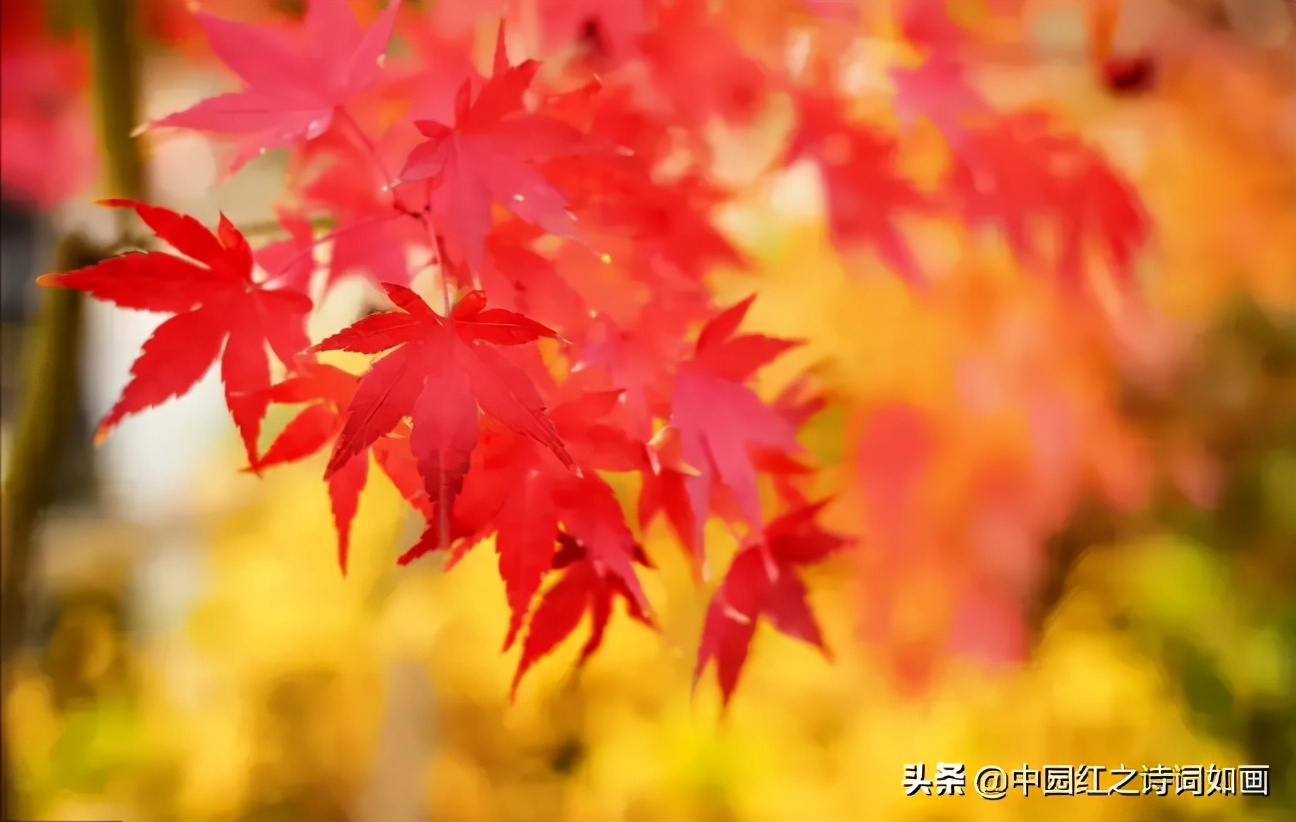 「原创」七律·画境诗天，醉美祖山