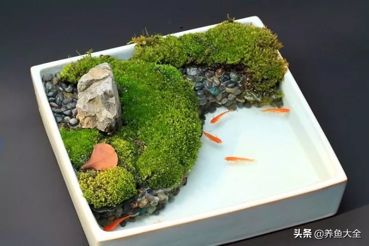 紫鳍公主短鲷_紫鳍凤尾短鲷_超红凤尾短鲷介绍