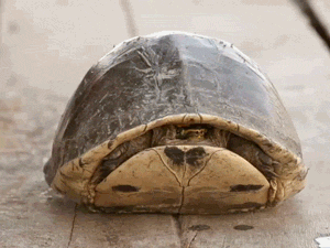 龟的长寿秘籍！辟谣：“千年王八万年龟”，其实龟活不了那么久？