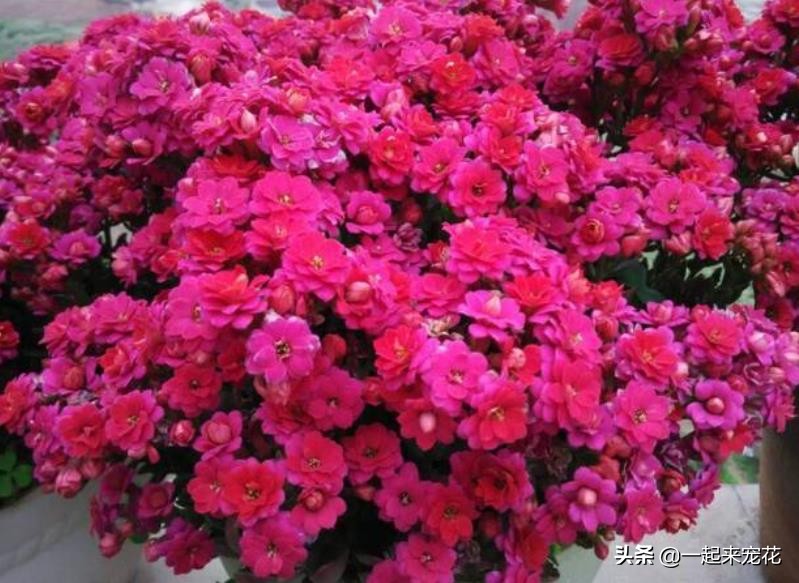 花期长好看又好养的花（分享适合新手的5款懒人花）