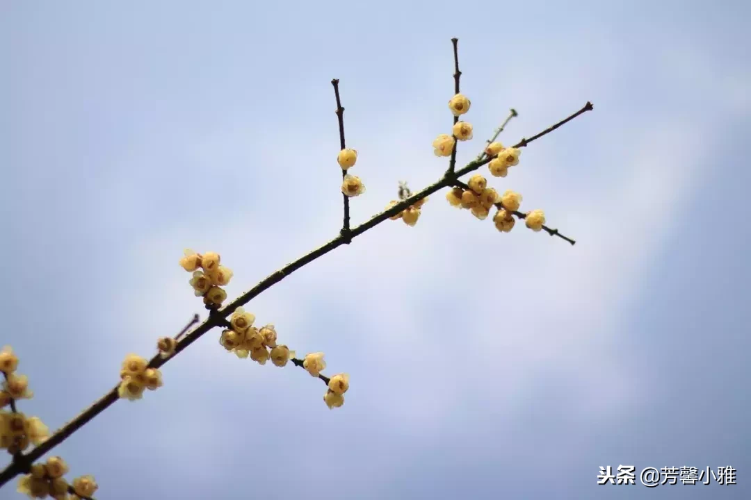 做人应如梅:不争不显不露,只为自己静静绽放