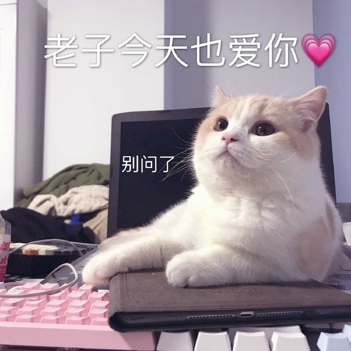 猫咪表情包：今晚那个吗