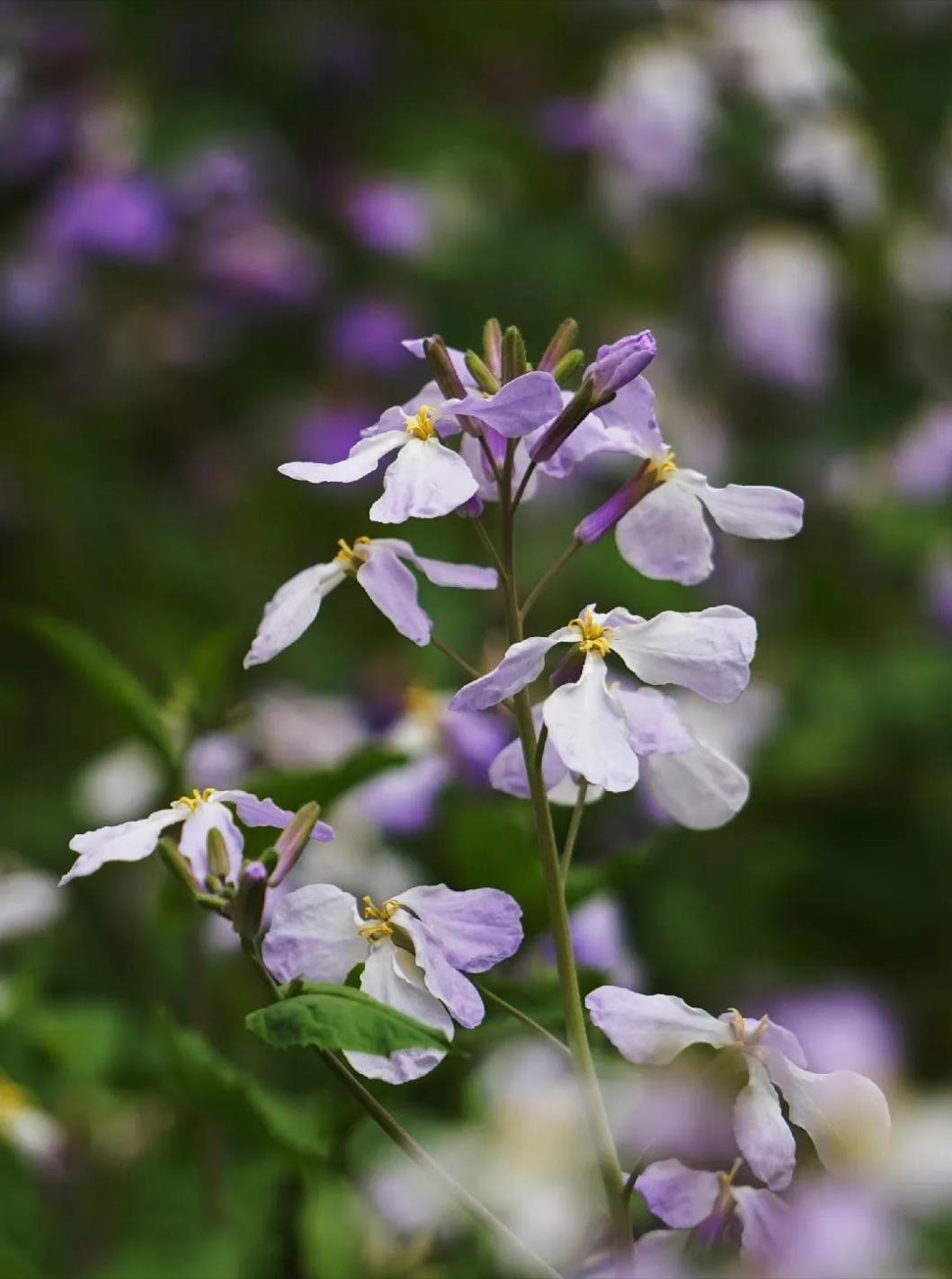 神仙颜值！北京语言大学“最美校花”高清大图来袭，总有一款你喜欢！