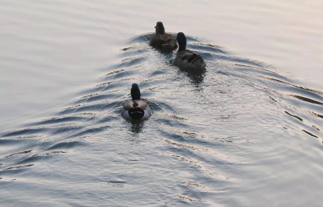 高清曝光！坐拥神仙颜值，山东最美“校花”就在这所大学里！