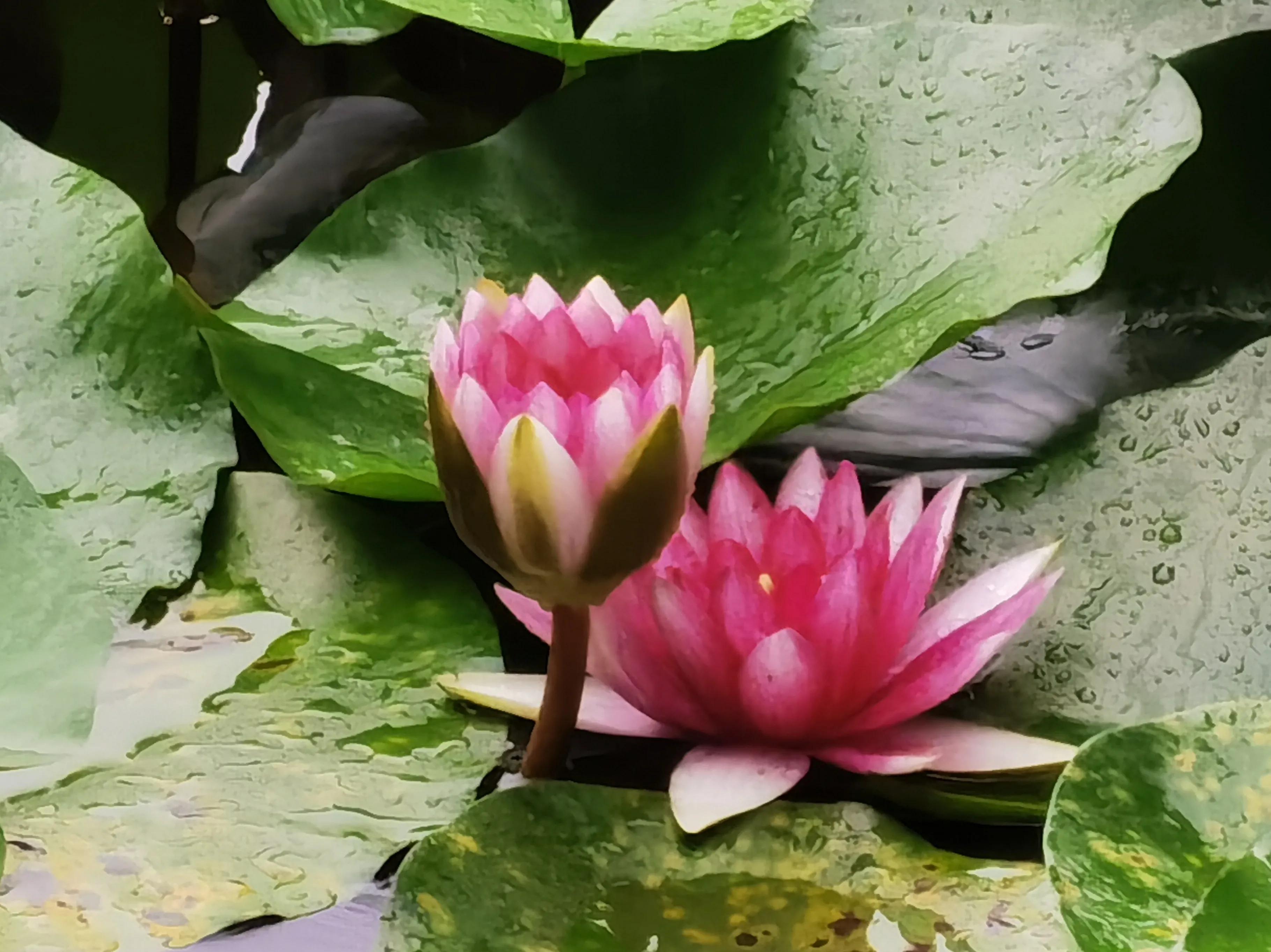 雨中游园有感