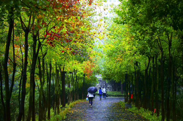 词《秋雨》欣赏：陌上秋雨檐下滴，枝上秋色风中泣