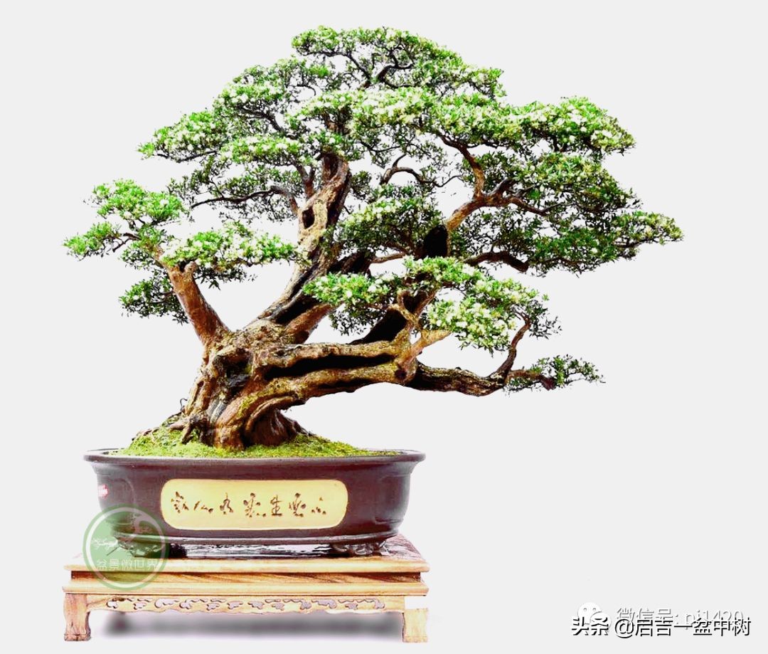 赤楠盆景养护指南：从选土到修剪的全面养护技巧