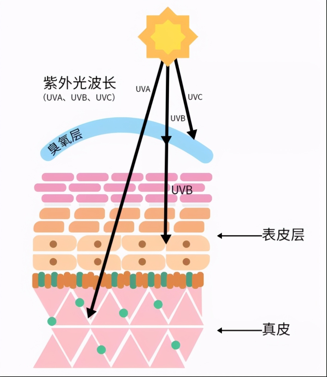 药学博士：美白祛斑成分那么多，究竟哪个最厉害？最全干货总结