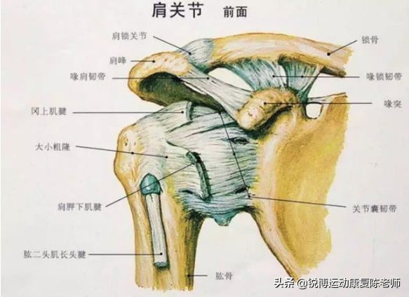 nba球员为什么练肩(肩膀为什么最容易脱臼？从凯文乐福的肩膀说起)