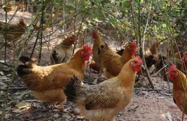 土鸡养殖常见的6个问题，养殖户一定要注意