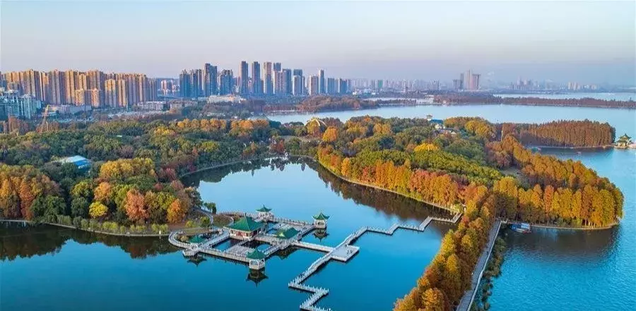 世界最美林荫道,在武汉的它必须拥有姓名