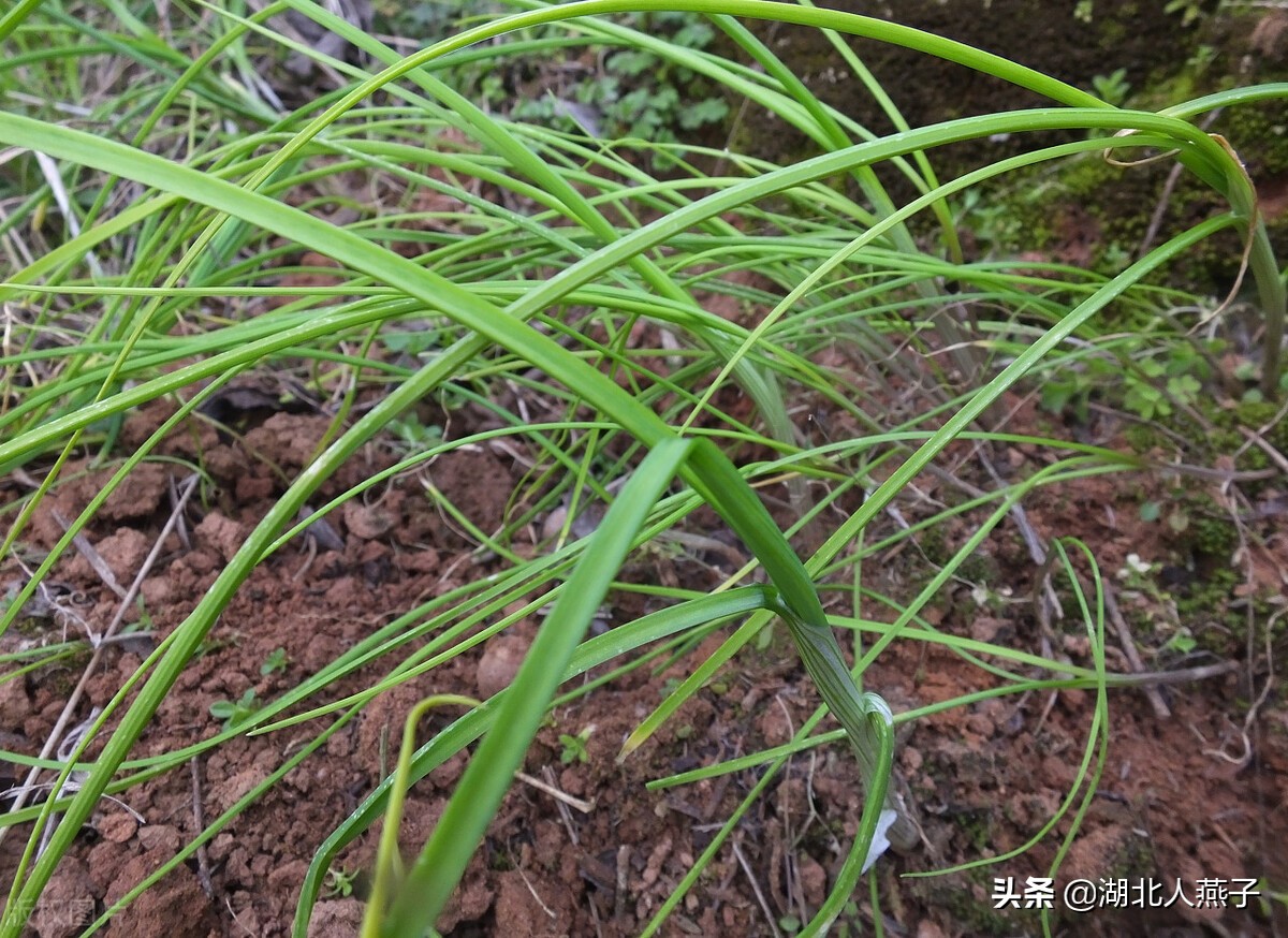 农村能吃的野菜100种大全(教你认识100种野菜和吃法)