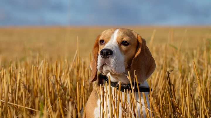 世界名犬品种大全（最全狗狗品种科普及简要介绍）