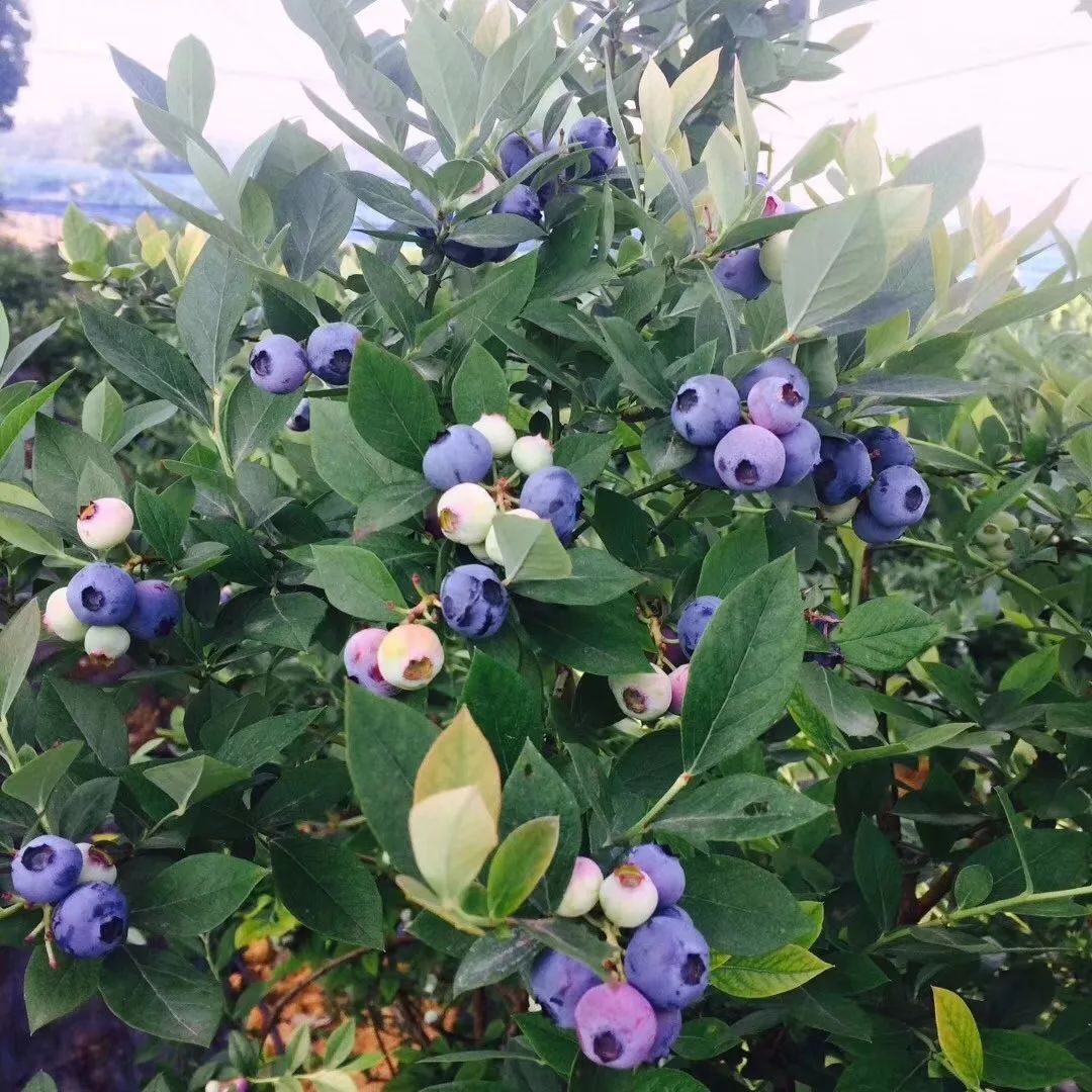 蓝莓种植方法盆栽（专家手把手教你如何种好蓝莓）