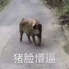 猪脸懵逼表情包