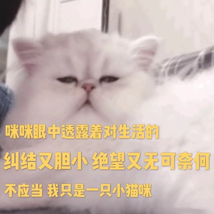 表情包：我只是一只对生活没追求的肥猫