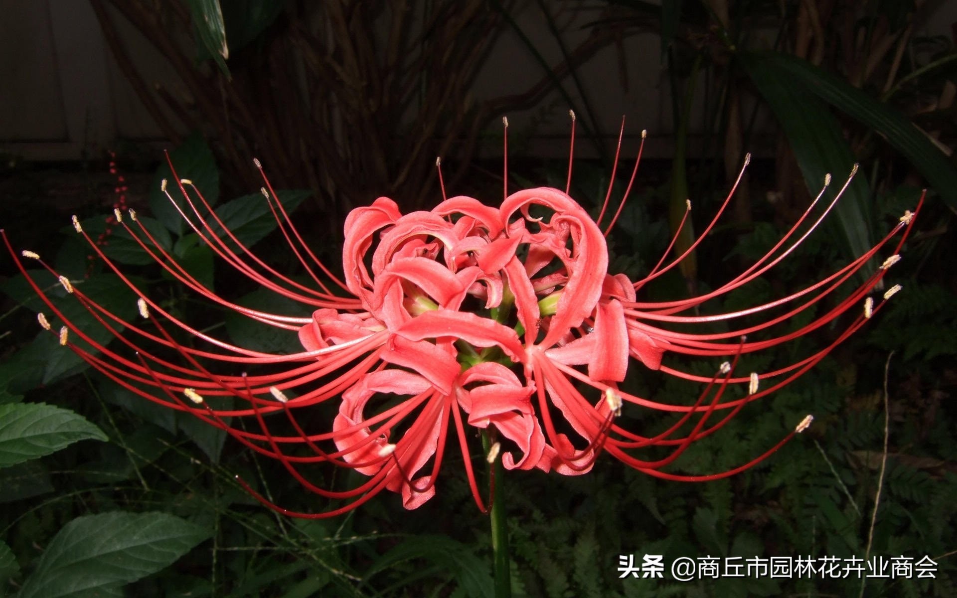 彼岸花在家里能不能养?