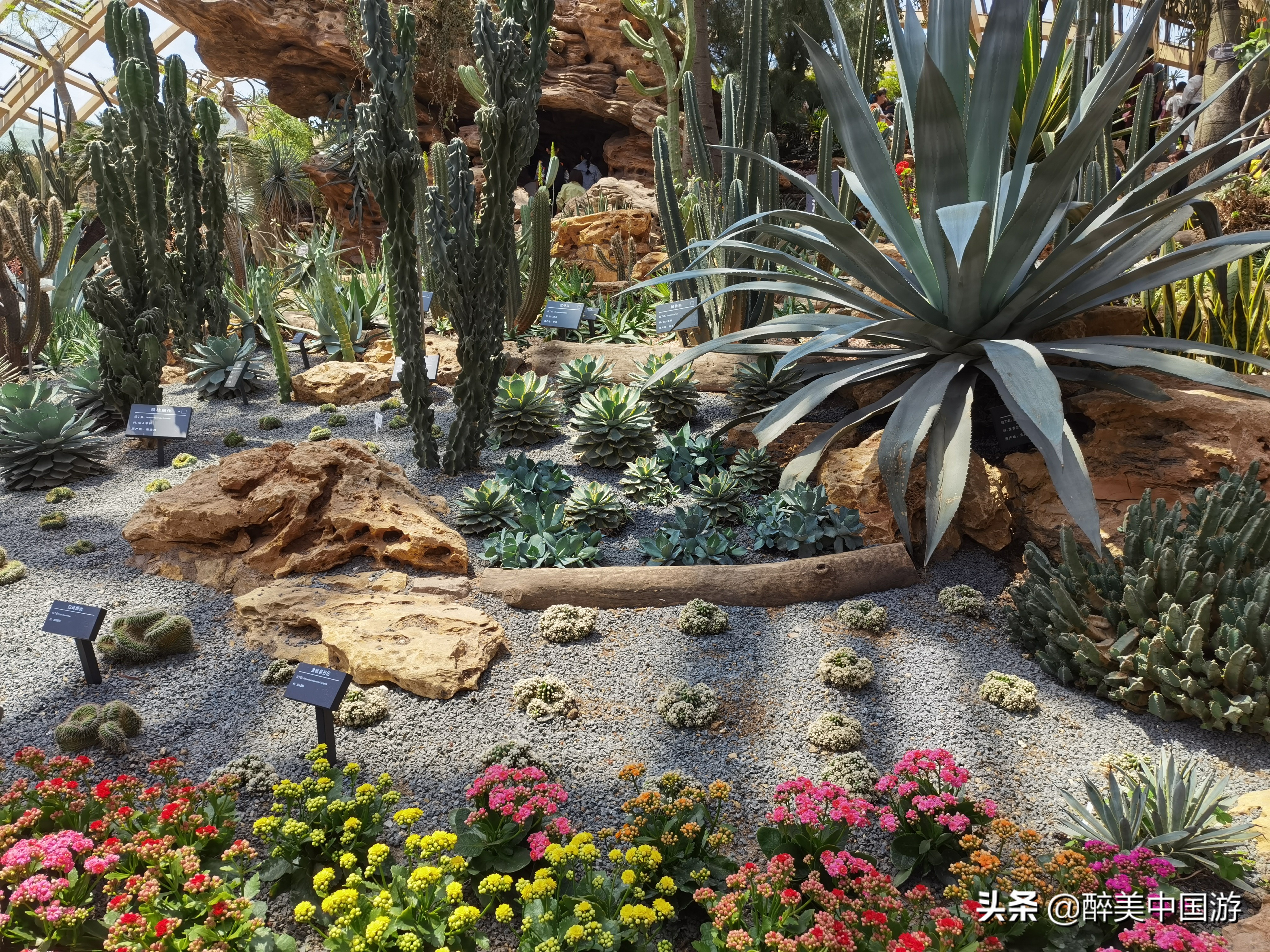 探访太原植物园,犹如穿梭在原始热带雨林中,景观设计独特