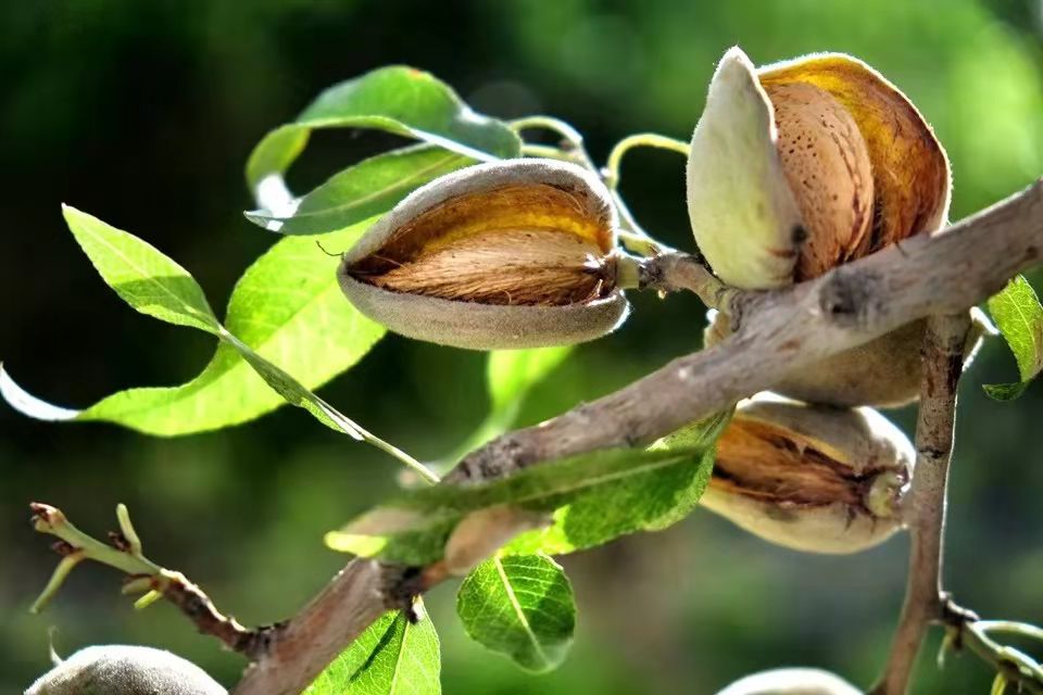 河南巴旦木在"育苗"问题上有哪些优势?如今栽种还有市场空间吗