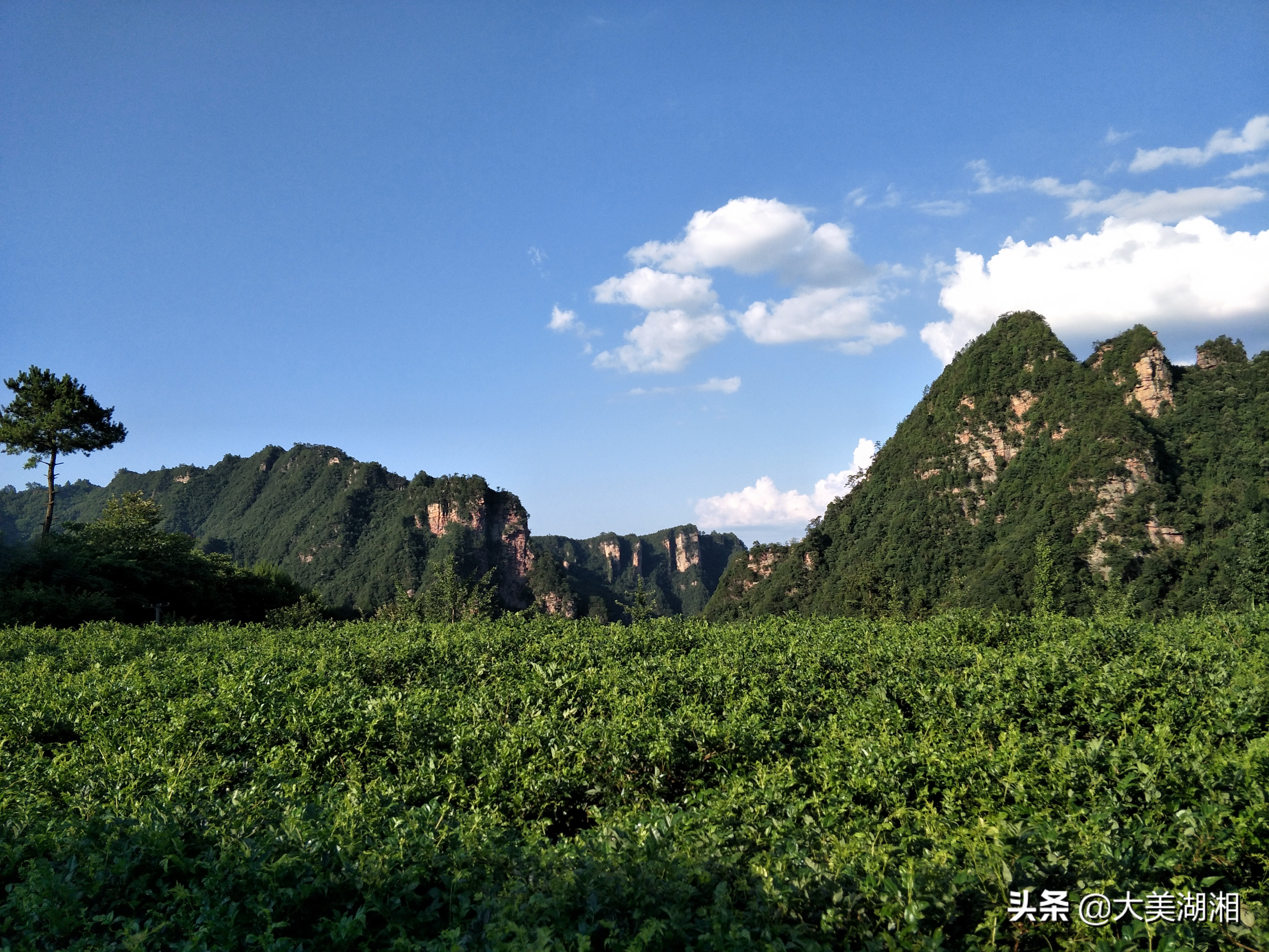 周芦屾：张家界莓茶产业发展的思考