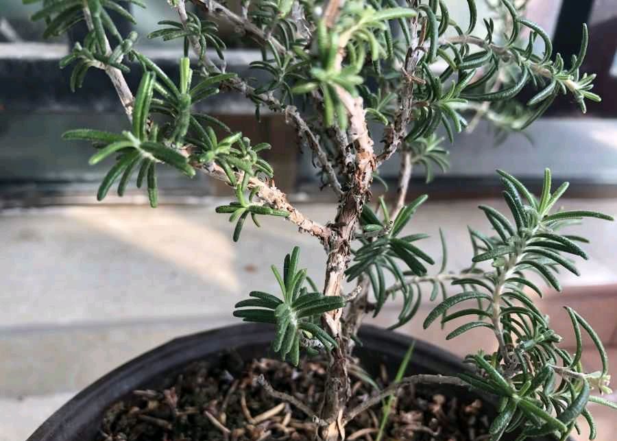 迷迭香怎么种植方法（3个种植迷迭香的技巧）