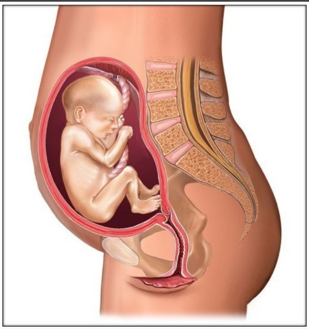 孕21周胎儿位置示意图图片