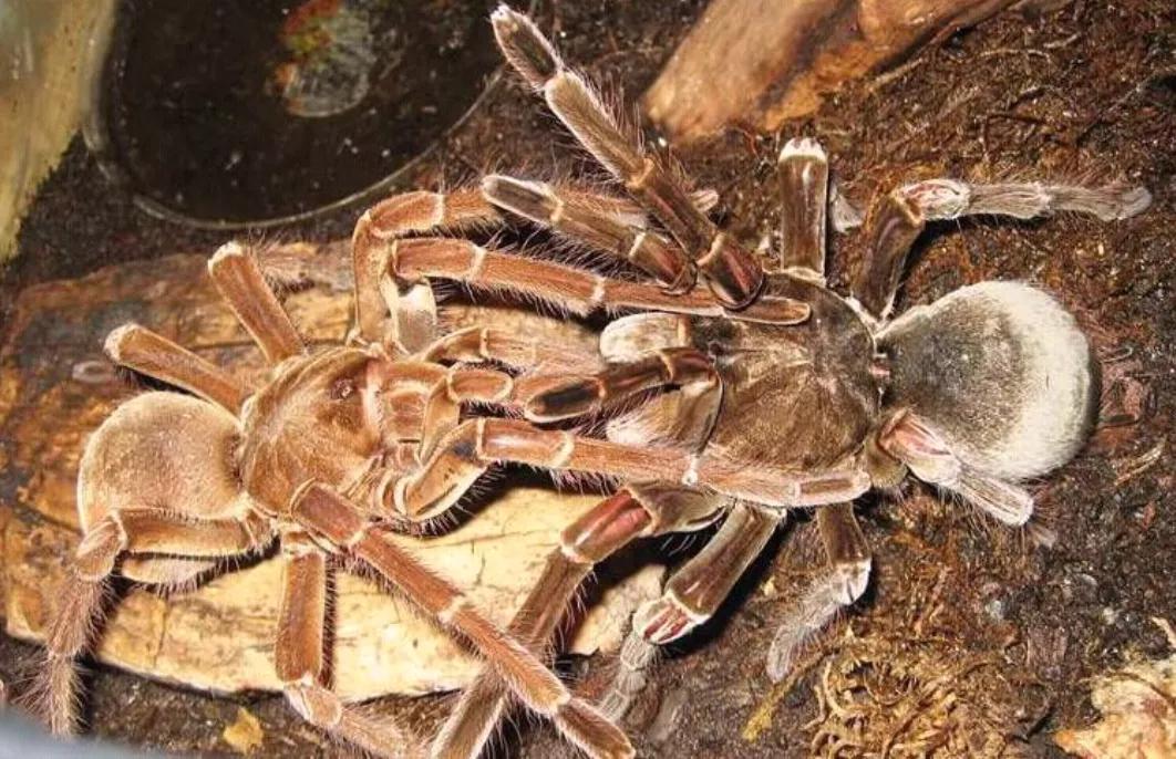 捕鸟蛛捕鸟 太荒唐了吧 天天看点