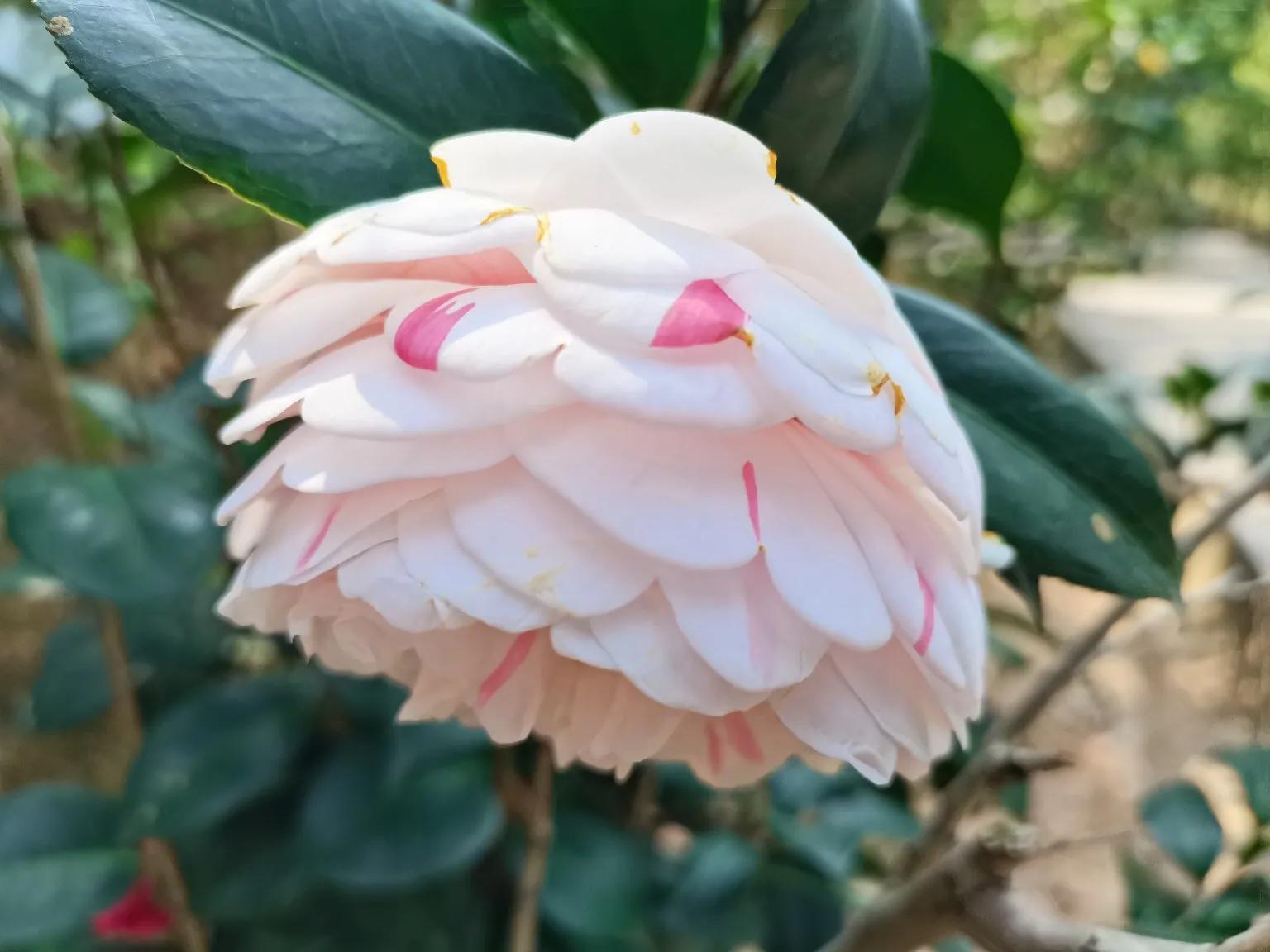 山茶花开，浓淡总相宜