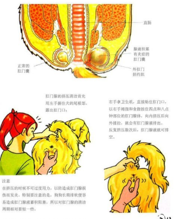 一文带你了解肛门腺的秘密