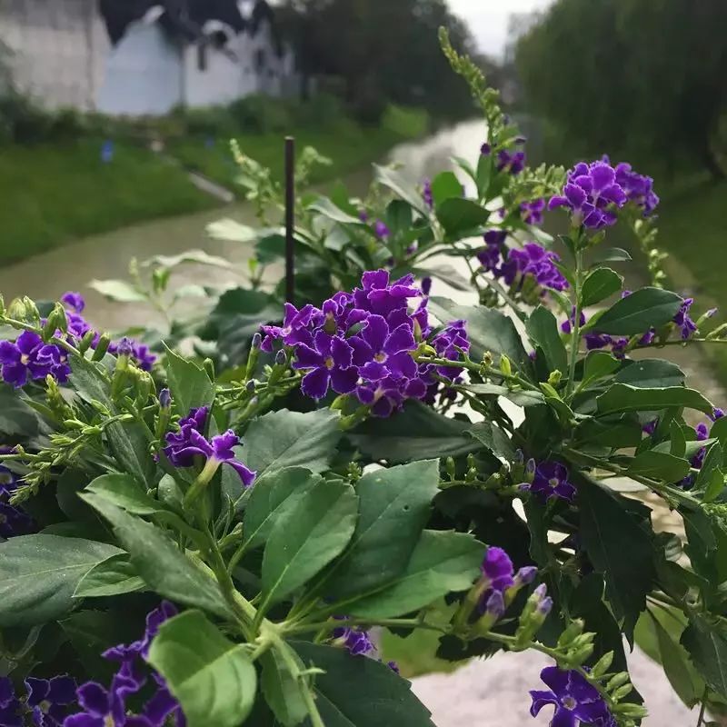 盘点下那些在夏天盛开的植物