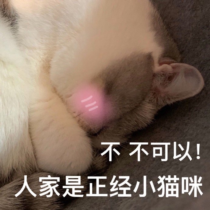 猫咪表情包合集｜怎么可以这样