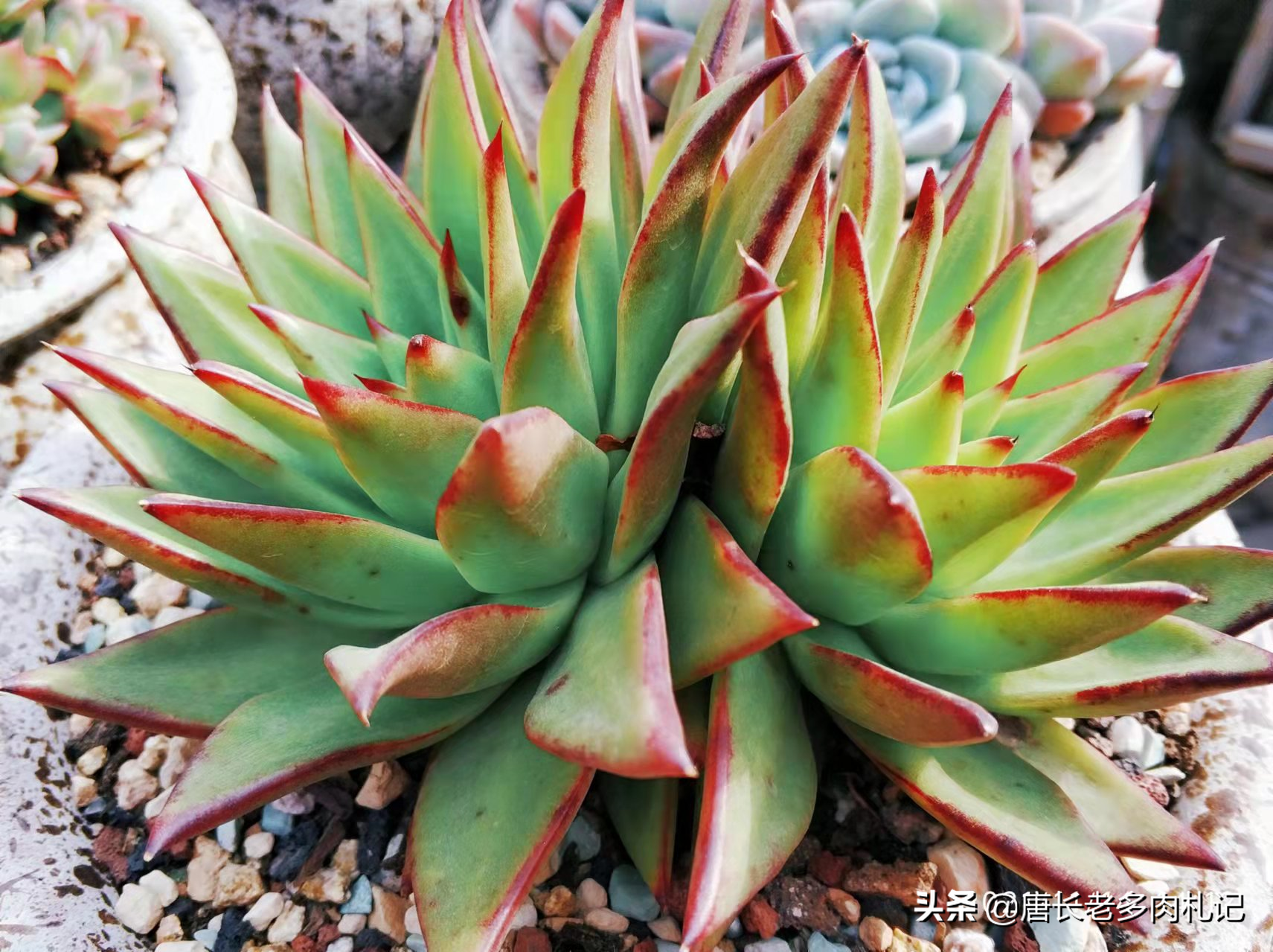 东云系多肉最值得入手的品种有哪些?