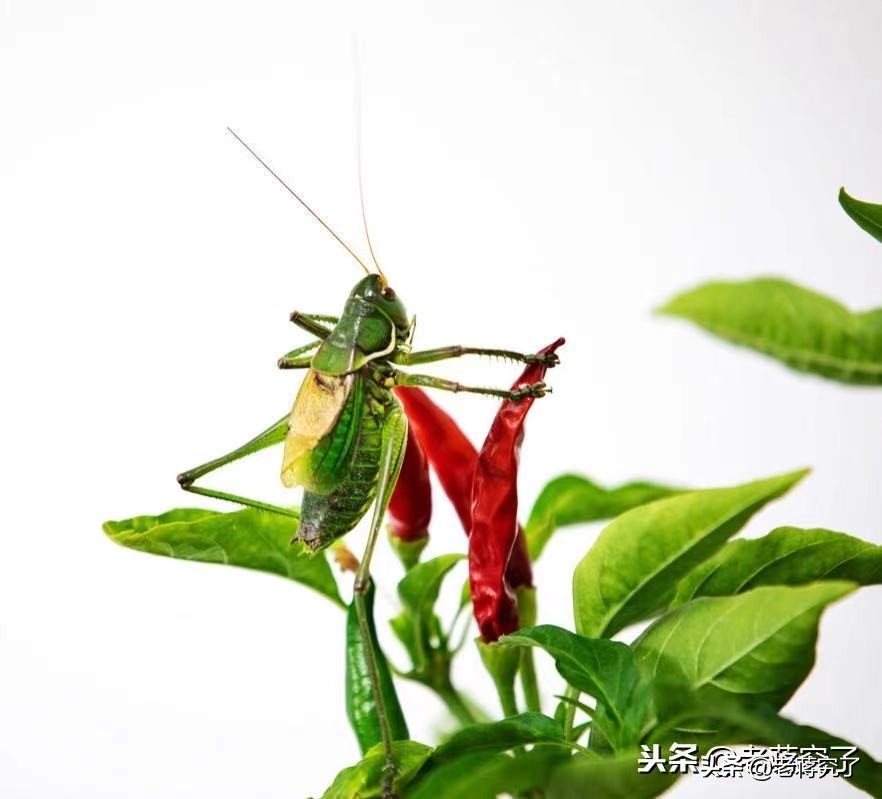 有哪些益蟲 什麼昆蟲在冬天出來-誠智百科網