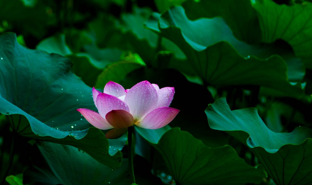 「诗词鉴赏」雨中观荷，惊艳了谁的时光