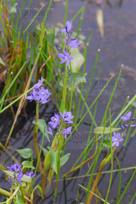 鸭舌草,见过吗?清热解毒.用于肠炎,痢疾,咽喉肿痛,牙龈脓肿