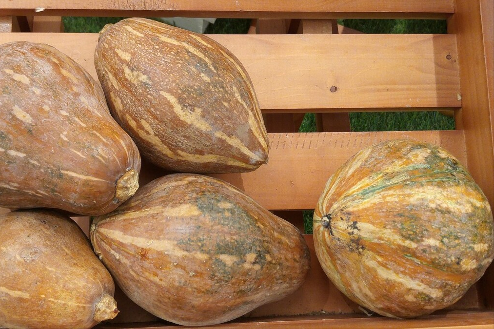 南瓜越老越好吃,挑选南瓜时,掌握3个小技巧,南瓜又甜又软糯